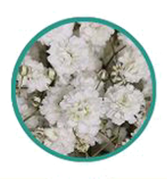 Schleierkraut, Gypsophila "XLENCE" - 5 Stiele, schwere Qualität!